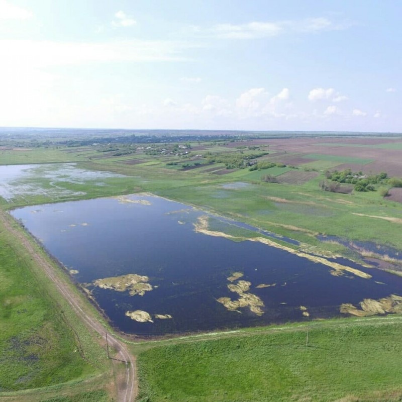 Спільне вирощування коропа  твостолоба  амура
