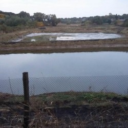 Спільне вирощування коропа  товстолоба  амура