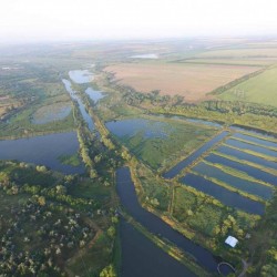 Спільне вирощування коропа  твостолоба  амура