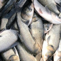 Продам свежую рыбу карп толстолоб  